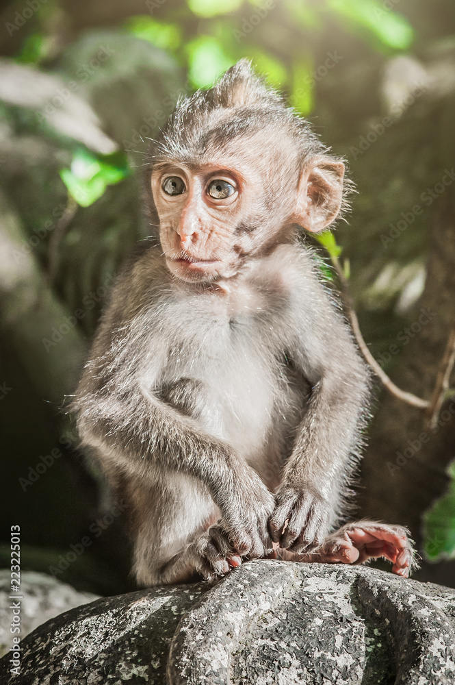 Adorable little baby macaque monkey at Sacred Monkey Forest Adorable little baby macaque monkey at Sacred Monkey Forest