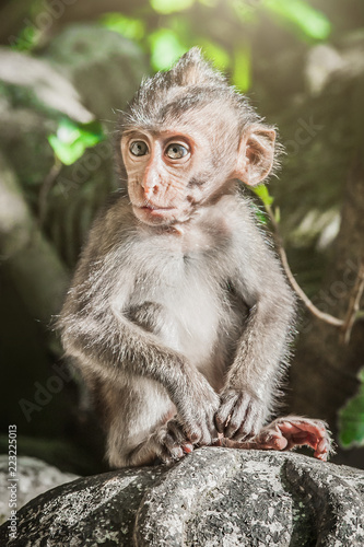 Adorable little baby macaque monkey at Sacred Monkey Forest © guruXOX