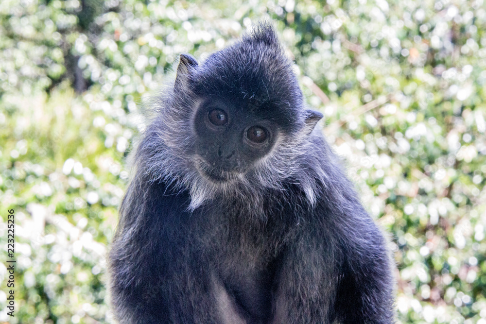 Obraz premium monkey of south east Asia and India