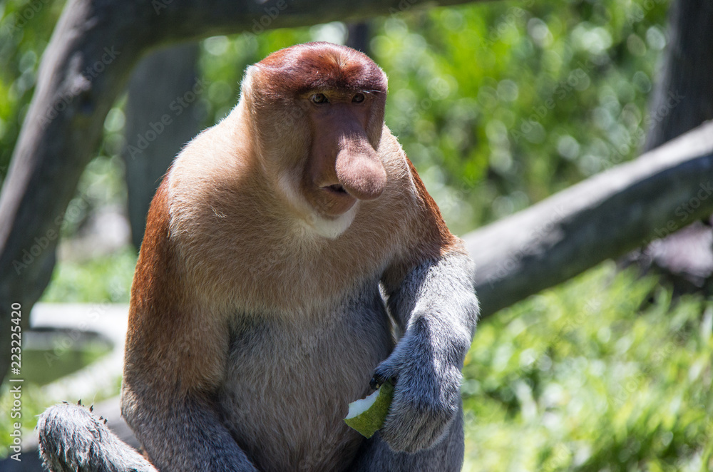 Fototapeta premium Probiscus Monkeys of Borneo