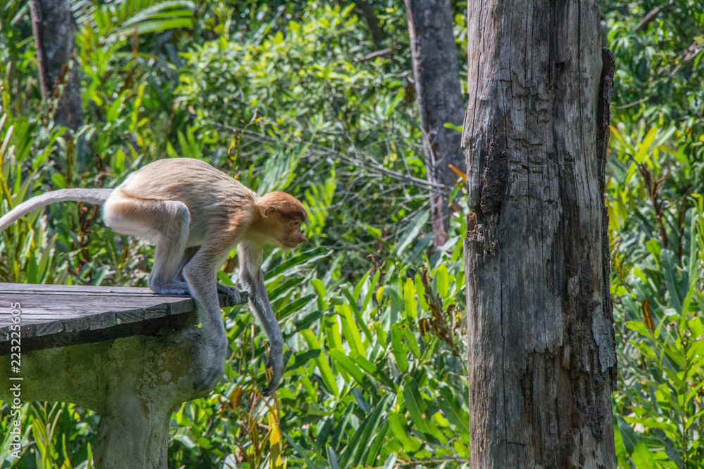 Fototapeta premium Probiscus Monkeys of Borneo