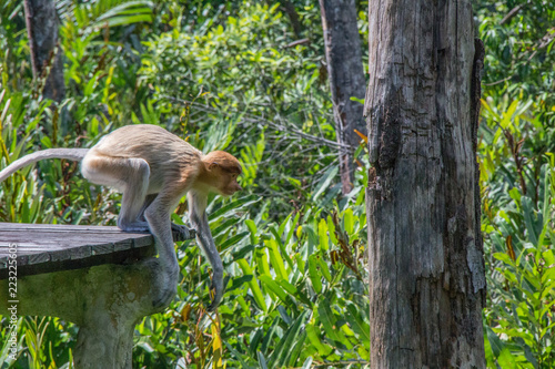 Probiscus Monkeys of Borneo