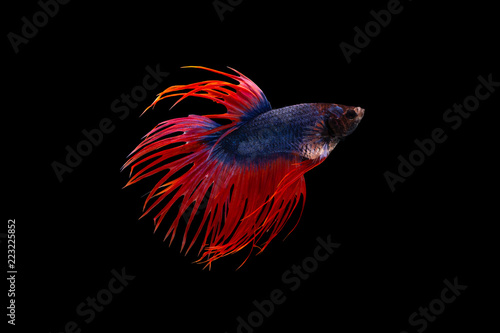 Tableau sur toile The moving moment beautiful of siamese betta fish or splendens fighting fish in thailand on black background