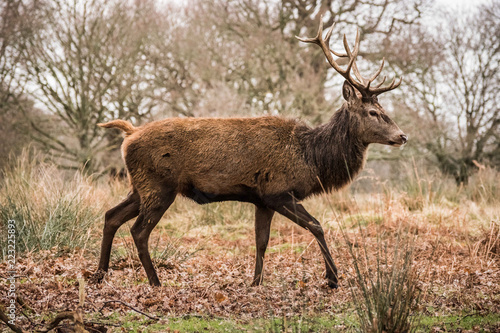 Red Deer