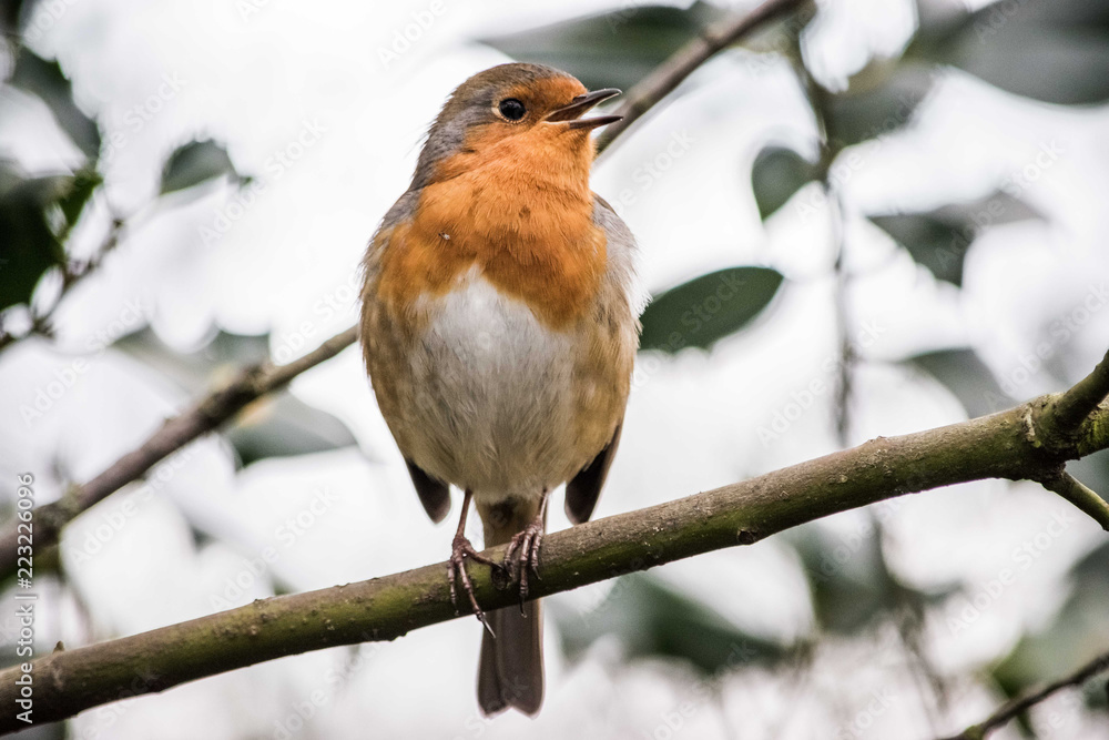 Robin Robin