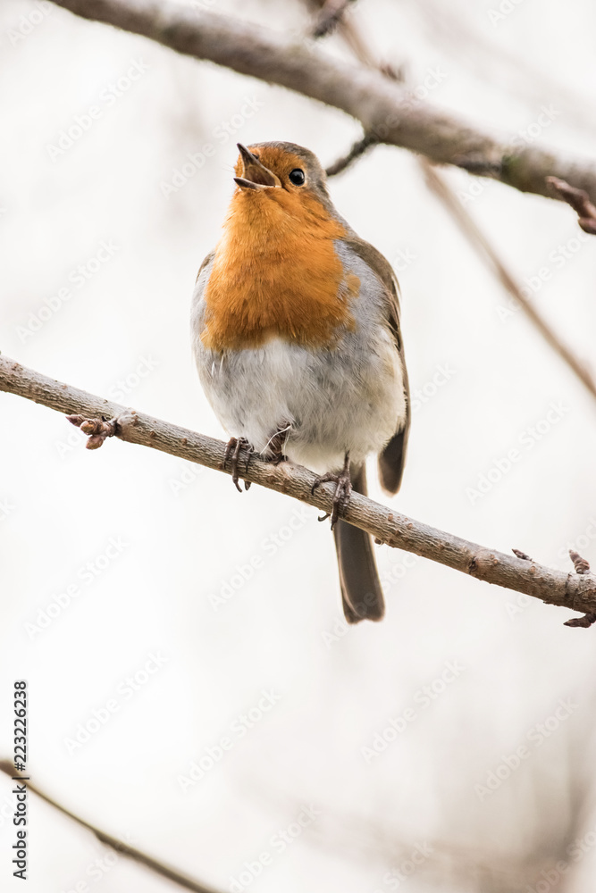 Robin Robin