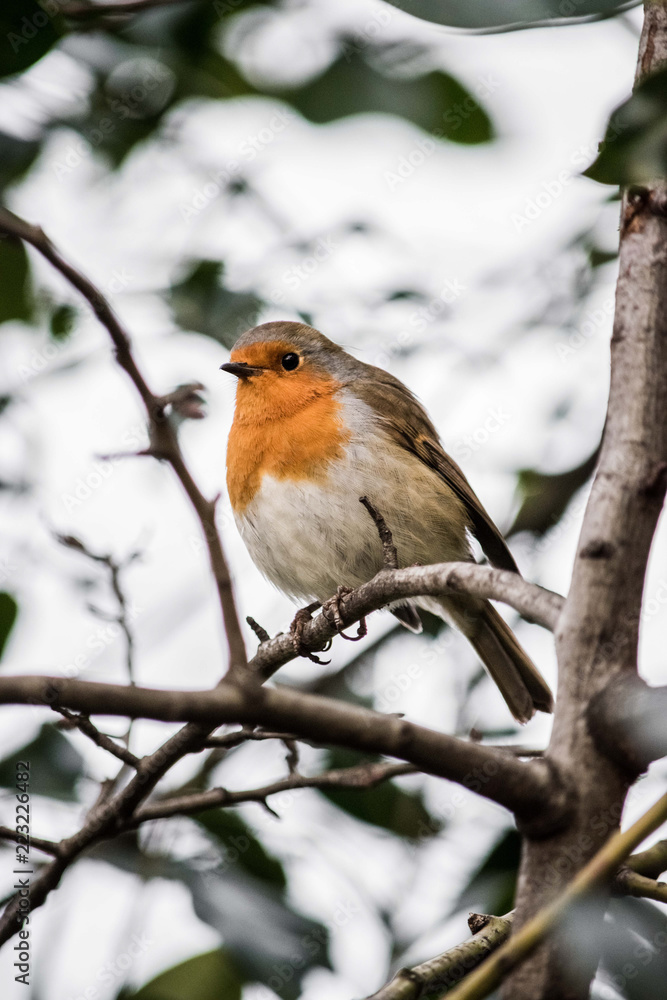 Robin Robin