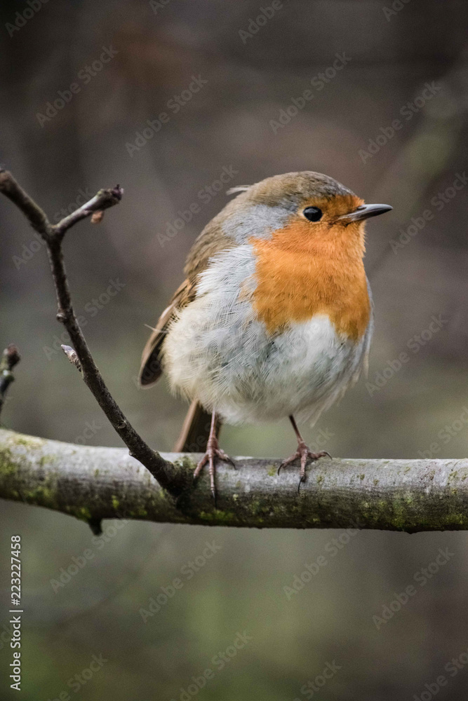 Robin Robin