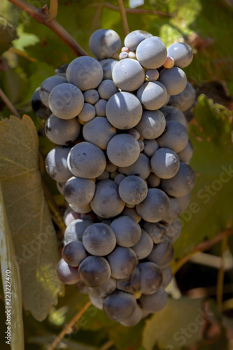 Black wine grapes on vine at vinery in Tenedos (Bozcaada) Island by Aegean Sea