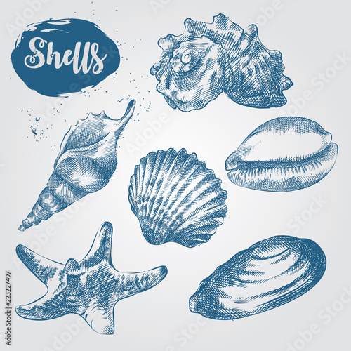 Set of Hand drawn Sea Shells sketch isolated on white background. Collection of realistic various mollusk sea shells different forms  sketch elements vector illustration