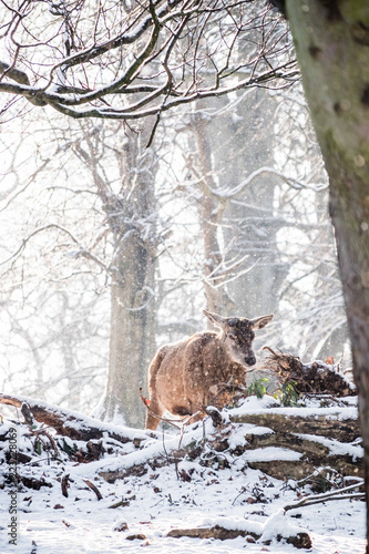 Red Deer