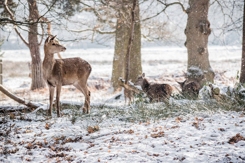 Red Deer