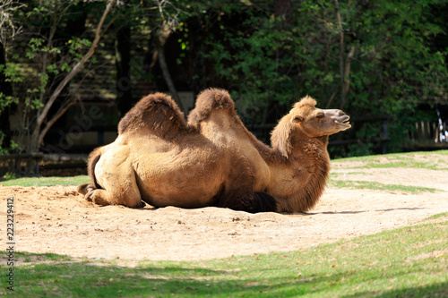 camel in desert © Johannes