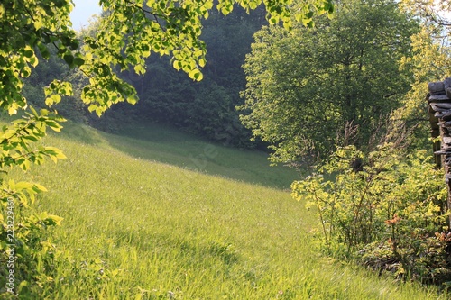 Fototapeta Naklejka Na Ścianę i Meble -  una passeggiata nel bosco