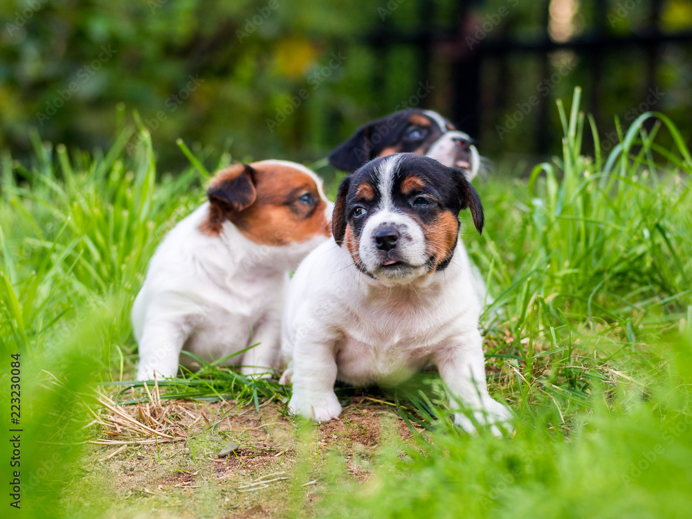 A few week old puppies run around the garden. A few week old puppies run around the garden.