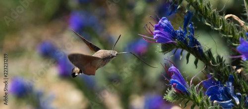 Hawk moth collects pollen from blue