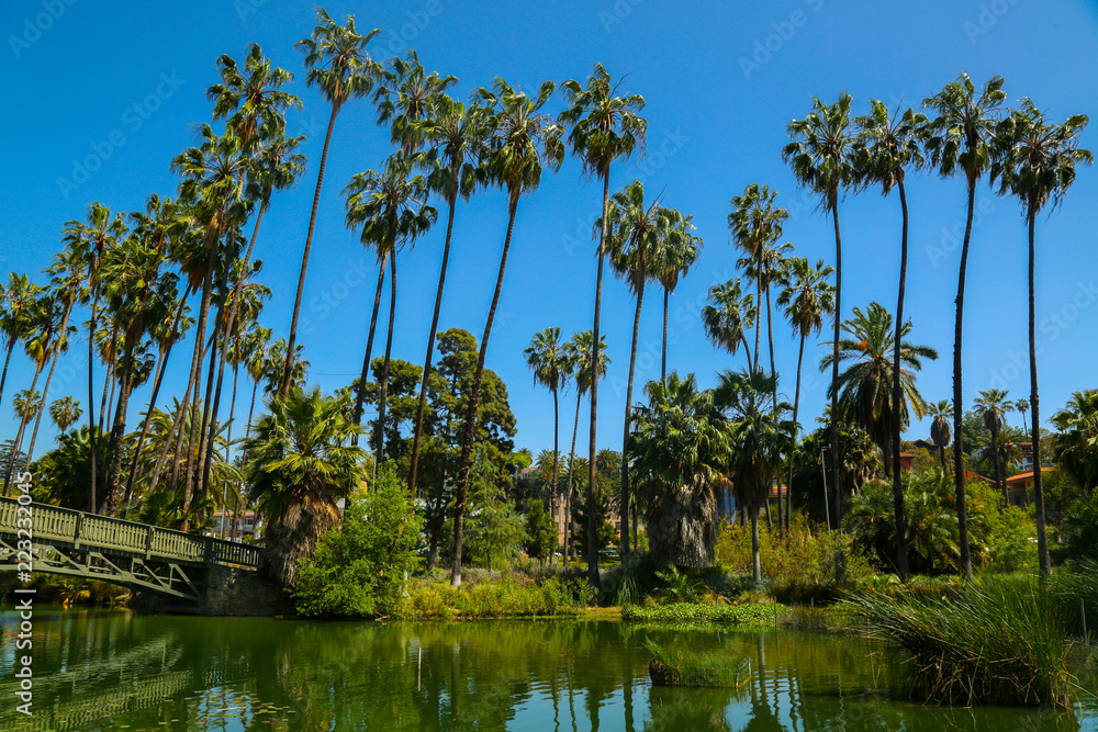 Obraz premium Sunnys Skies and Palm Trees