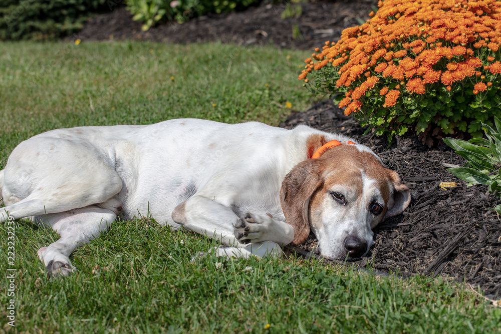 Dog Sleeping in Garden next to Flowers