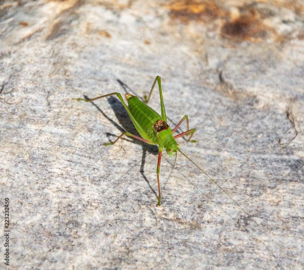 Grasshopper on a stone Grasshopper on a stone
