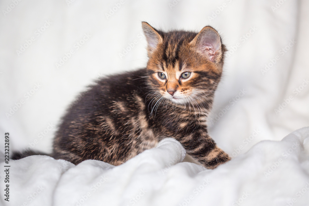 Chaton gris Chaton gris