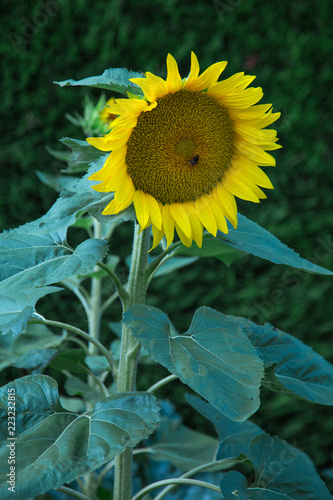 Fototapeta Naklejka Na Ścianę i Meble -  Tournesol
