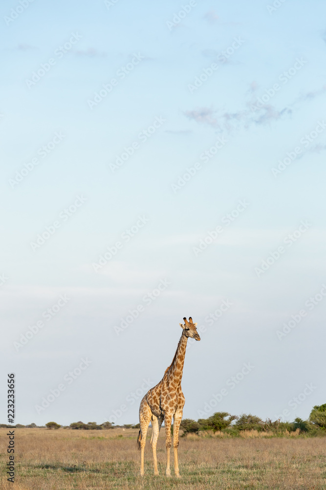 Obraz premium Giraffe in African Savannah
