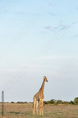 Giraffe in African Savannah