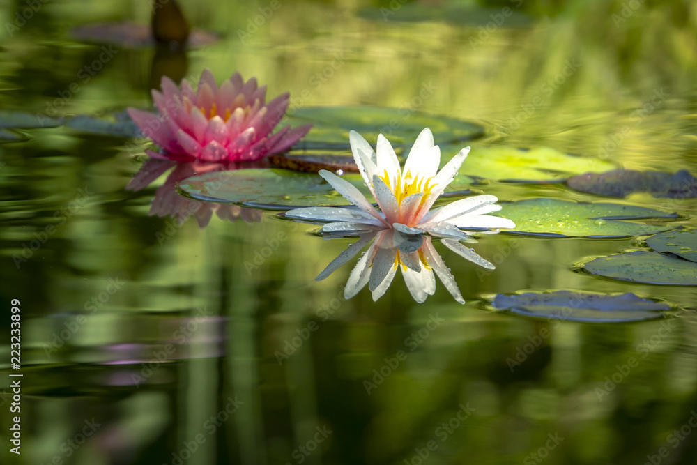 Two beautiful water lilies n a pond. The left is a pink nymphaea Perry's Orange Sunset in a soft focus. White water lily Marliacea Rosea with delicate petals is in a focus. All are covered with dew