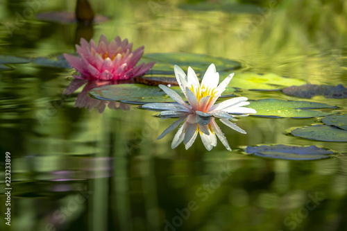 Two beautiful water lilies n a pond. The left is a pink nymphaea Perry's Orange Sunset in a soft focus. White water lily Marliacea Rosea with delicate petals is in a focus. All are covered with dew
