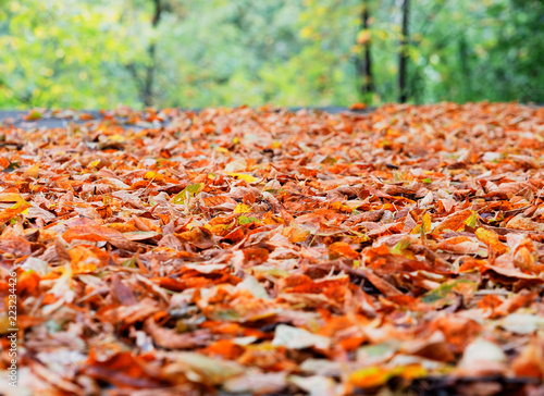 Autumn forest leaves low angle background