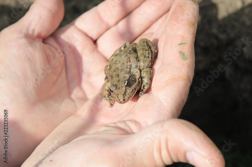 The frog is sitting on the palm of a person.