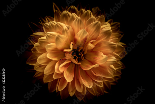 Close up of an orange flower on a black background