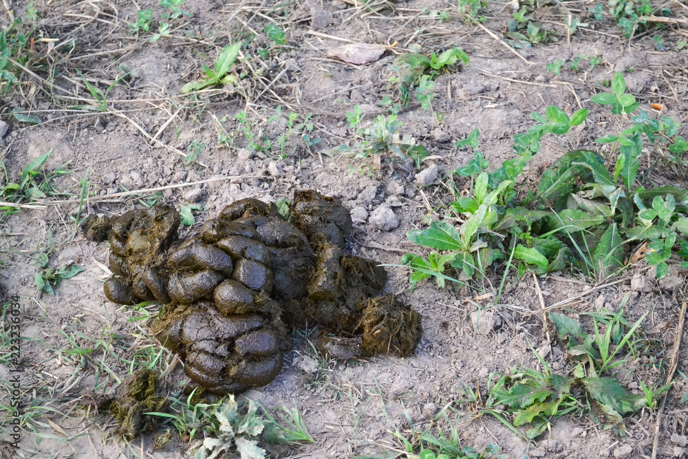 Фотография cow dung