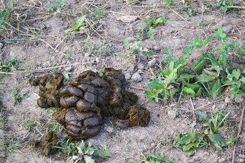 фотографія cow dung