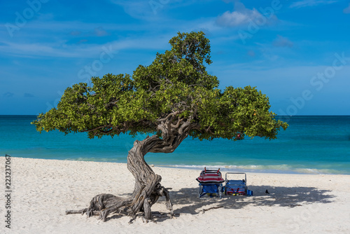 A tree near the shore of an idyllic beach photo