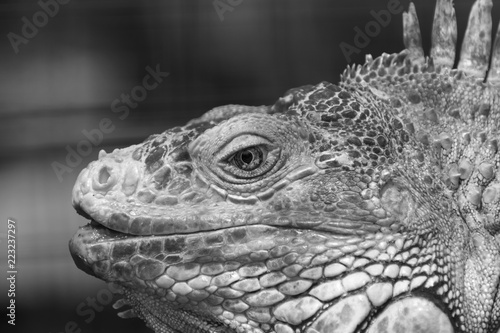 Black and white closeup of Iguana head