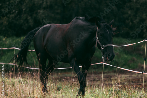 Fototapeta Naklejka Na Ścianę i Meble -  Horse in the nature, horseback riding