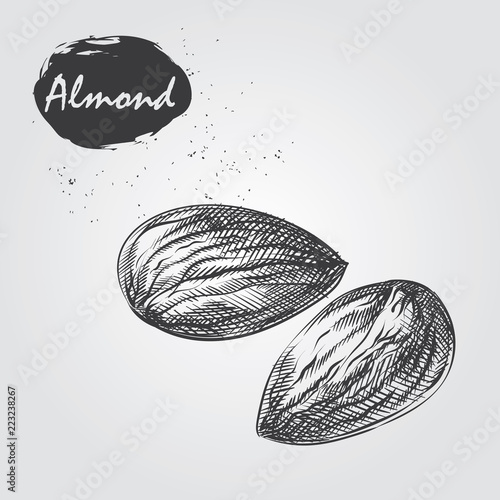 Hand drawn almond isolated on white background. Nuts sketch in style, vector illustrator.