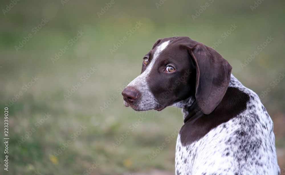 german shorthaired pointer, german kurtshaar one spotted puppy sitting with his back, his head turned back and his eyes are looking directly at the camera, brown ears and amber eyes, background