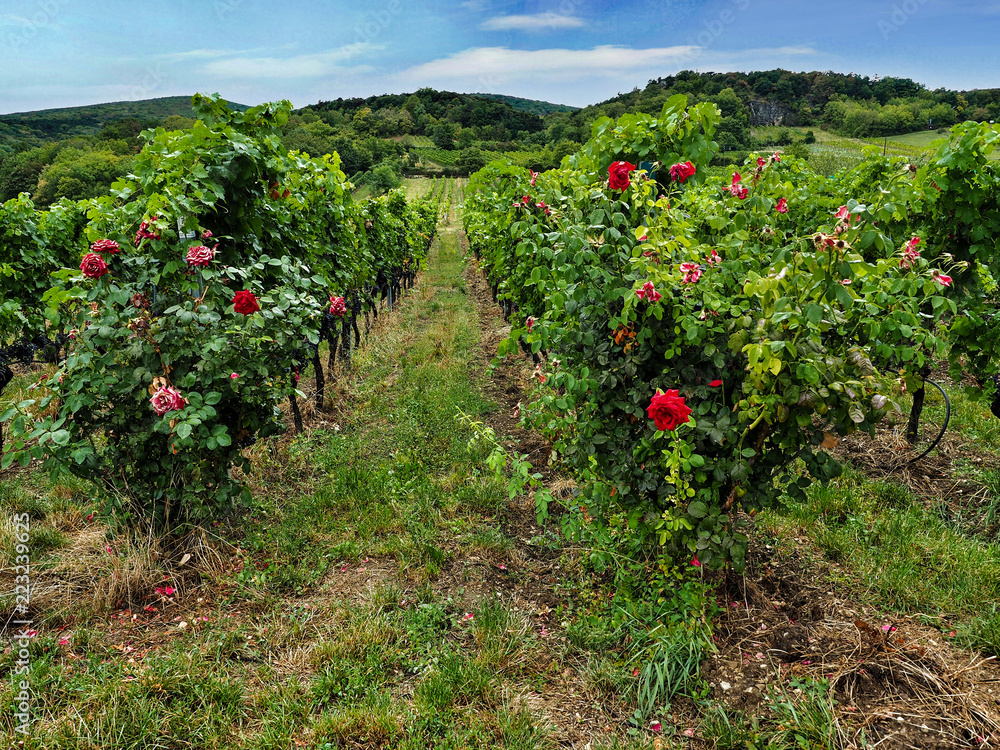 Panorama of green vineyards and roses in Lower Austria Region. Autumn harvesting.