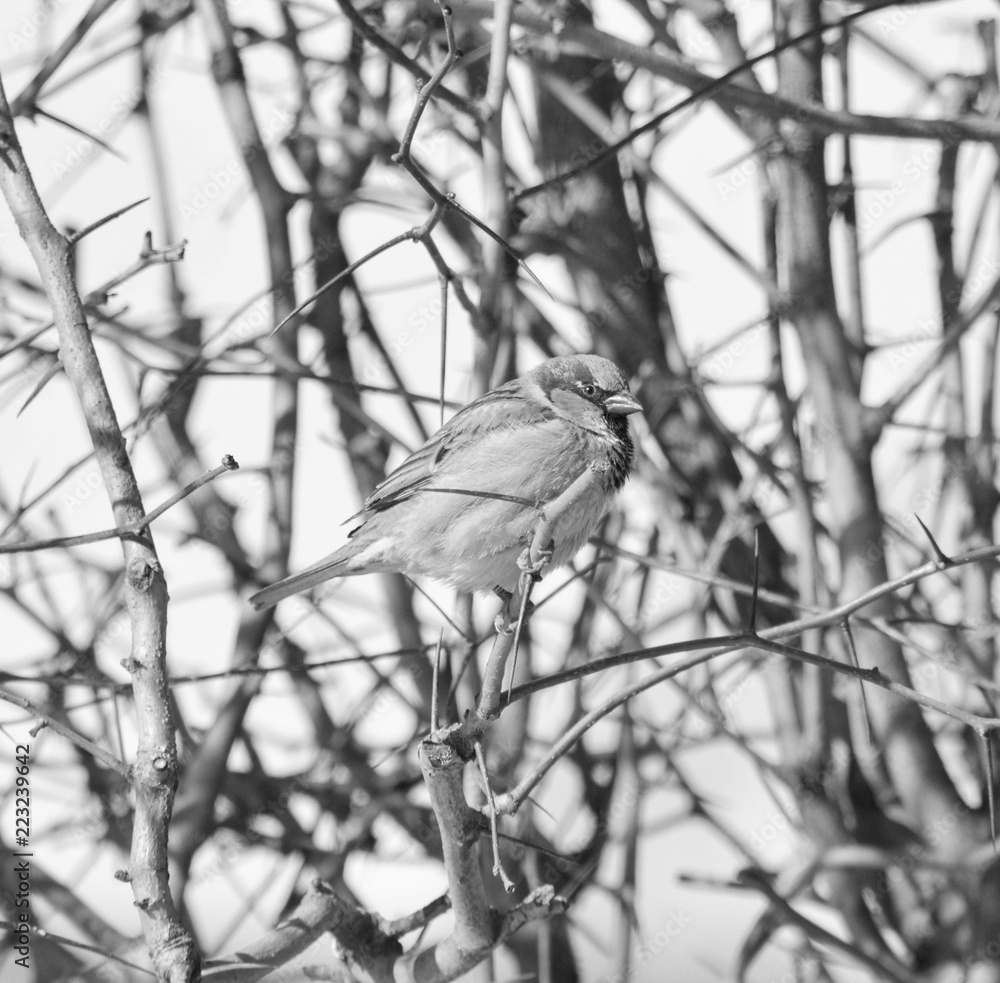 Fotografie Sparrow on the bush