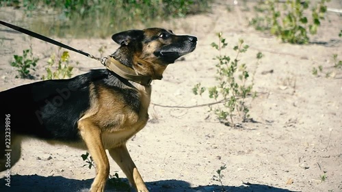 A special dog. Guard with a trained dog