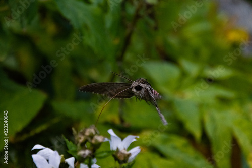 Hawk moth collects pollen from white flower © dmitriydanilov62