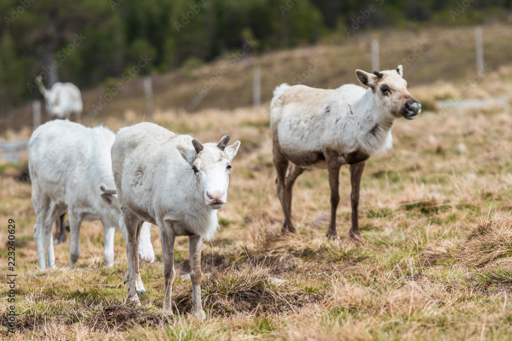 Reindeer on a hill relaxing, with growing antlers, on a cloudy day eating grass at Cairngorms National Park Scotland Reindeer on a hill relaxing, with growing antlers, on a cloudy day eating grass at Cairngorms National Park Scotland
