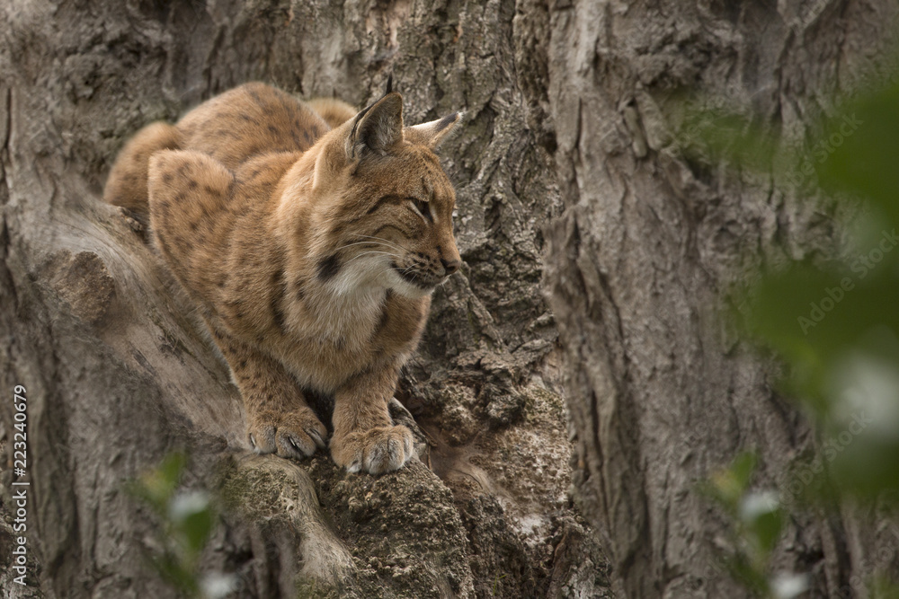Fototapeta premium Europese lynx zit in een boom