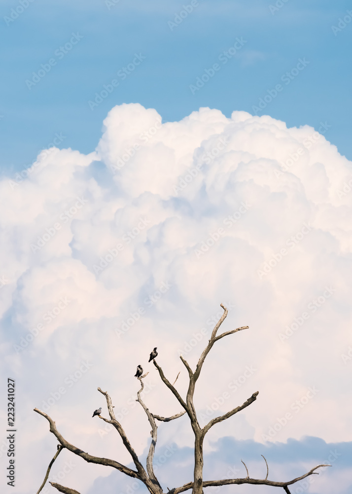 Fototapeta premium the three ravens are sitting on the bare tree