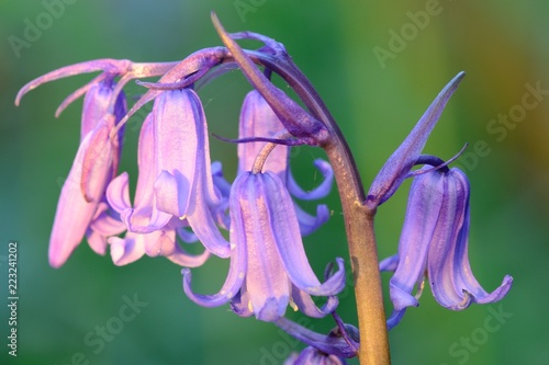Close up of a bluebell flower photo