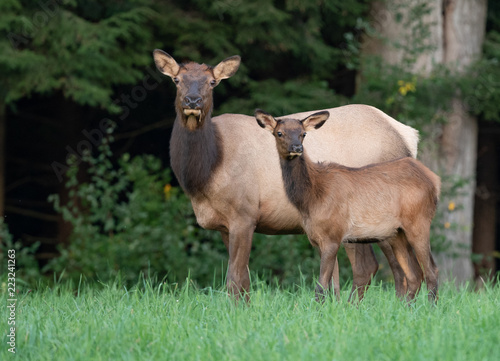 Cow Elk and Calf