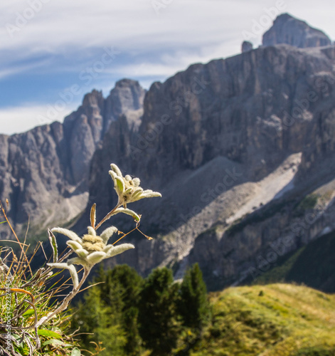 Edelweiß vor Sella