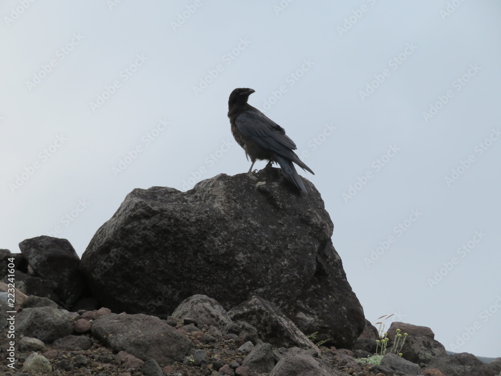 Fototapeta premium Black Raven